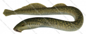 Sea Lamprey-1,Petromyzon marinus,Roger Swainston,Animafish