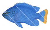 Blue Demoiselle,Chrysiptera cyanea,Roger Swainston,Animafish