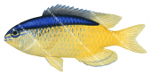 Blueline Demoiselle,Chrysiptera caeruleolineatua,Roger Swainston,Animafish