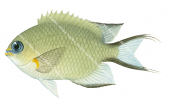 Ambon Puller,Chromis amboinensis,Roger Swainston,Animafish