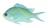 Blue-green-2 Puller,Chromis viridis,Roger Swainston,Animafish
