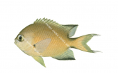 Darkfin Puller,Chromis atripes,Roger Swainston,Animafish