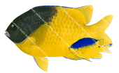 Bicolor Scalyfin Adult and Juvenile,Parma bicolor,Roger Swainston,Animafish