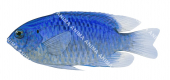 Australian Damsel,Pomacentrus australis,Roger Swainston,Animafish