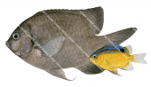 Bigscale Scalyfin Adult and Juvenile,Parma oligolepis,Roger Swainston,Animafish