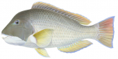 Baldchin Groper-5,Choerodon rubescens,Scientific illustration on white background and clipping path