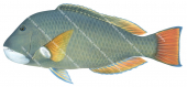 Groper-2 Baldchin ,Choerodon rubescens,Roger Swainston,Animafish