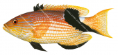 Blackfin Pigfish,Bodianus loxozonus,Roger Swainston,Animafish