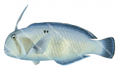 Blue Razorfish-2,Iniistius pavo,Roger Swainston,Animafish