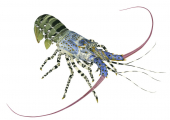 Ornate Rock Lobster-1,Panulirus ornatus.Scientific illustration by Roger Swainston,Anima.au