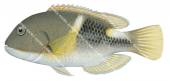 Anchor Tuskfish,Choerodon anchorago,Roger Swainston,Animafish
