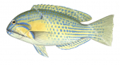 Bluespotted Tuskfish-2,Choerodon cauteroma,Roger Swainston,Animafish