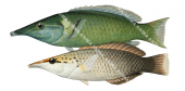 Birdnose Wrasse,Male and Female,Gomphosus varius,Roger Swainston,Animafish