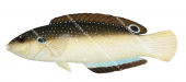 Blackback Wrasse,Anampses neoguinaicus,Roger Swainston,Animafish