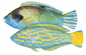 Blue and Yellow Wrasse Male and Female,Anampses lennardi,Roger Swainston,Animafish