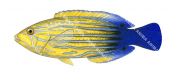 Bluetail Wrasse,Anampses femininus,Roger Swainston,Animafish