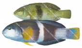 Bluethroat Wrasse-1 Male and Female,Roger Swainston,Animafish