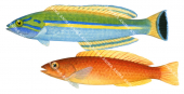 Candy Wrasse-2 Male and Female,Pseudojuloides cerasinus,Roger Swainston,Animafish