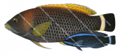 Chiseltooth Wrasse Adult and Juvenile,Pseudodax moluccanus,Roger Swainston,Animafish