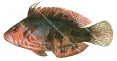 Cockerel Wrasse,Pteragogus enneacanthus,Roger Swainston,Animafish
