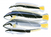 Comb Wrasse,Male Female and Juvenile,Roger Swainston,Animafish