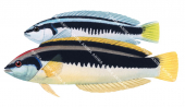 Comb Wrasse-2 Male and Female,Coris picta,Roger Swainston,Animafish