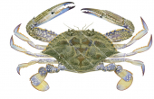 Crab,Blue Swimmer,female,Portunus armatus