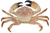 Champagne Crab,Hypothalassia acerba,Roger Swainston,Animafish