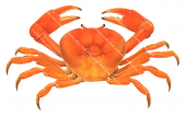 Clipperton Crab,Gecarcinus planatus,Roger Swainston,Animafish