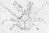 Coconut Crab,Birgus latro ,Roger Swainston,Animafish