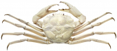 Crystal Crab,Chaceon albus,Roger Swainston,Animafish