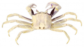 Ghost Crab,Roger Swainston,Animafish