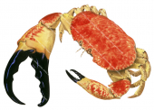 Giant Crab-1,Carcinus gigas,Roger Swainston,Animafish