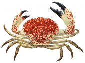 Giant Crab,Pseudocarcinus gigas.Scientific fish illustration by Roger Swainston