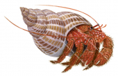Hermit Crab,Trizopagrus stigimanus.Scientific fish illustration by Roger Swainston