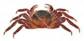 Sally Lightfoot Crab,Grapsus grapsus,Roger Swainston,Animafish