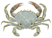 Crab,Sand,Ovalipes australiensis,.Scientific fish illustration by Roger Swainston,Anima.au