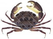 SevenEleven,Crab,Carpilius maculatus,Roger Swainston,Animafish