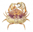 Shamefaced Crab,Calappa undulata,.Scientific fish illustration by Roger Swainston,Anima.au