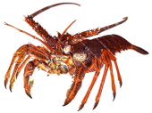 Southern Rock Lobster,alive position,Jasus edwardsi,.Scientific illustration by Roger Swainston,Anima.au