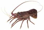 Western Rock Lobster,Panulirus cygnus.Scientific illustration by Roger Swainston,Anima.au