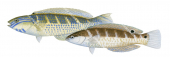 Bluethroat Rainbow Wrasse, Male and Female,Suezichthys cyanolaemus by Roger Swainston,Animafish