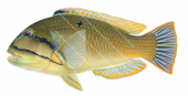 Bluespotted Tuskfish, Choerodon cauteroma,Roger Swainston,Animafish