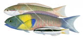 Bluehead Wrasse-1 Male Female and Juvenile,Thalassoma amblycephalum,Roger Swainston,Animafish