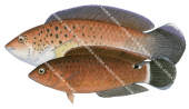 Blackspotted Wrasse Male and Female,Austrolabrus maculates,Roger Swainston,Animafish