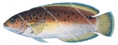 Blackspotted Wrasse-2,Austrolabrus maculates,Roger Swainston,Animafish