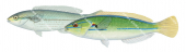Brokenline Wrasse Male and Female,Stethojulis interrupta,Roger Swainston,Animafish