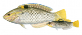 Checkerboard Wrasse-1 Adult and Juvenile, Halichoeres hortulanus,Roger Swainston,Animafish