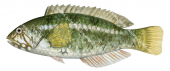 Brownspotted Wrasse-1 Female,Notolabrus parilusrilus,Roger Swainston,Animafish