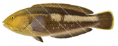 Brownspotted Wrasse-2,Notolabrus parilus,Roger Swainston,Animafish